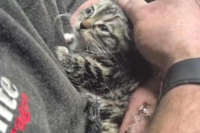 Adorable Kitten Rescued From Brake Test Rollers: Heartwarming Adoption Tale Captivates The Internet!