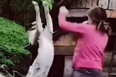Boxer's Best Buddy: The Hilarious Dog Training Adventure!