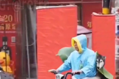 When Your Dog Wants to Ride Shotgun: Hilarious Motorcycle Parking Lot Antics!
