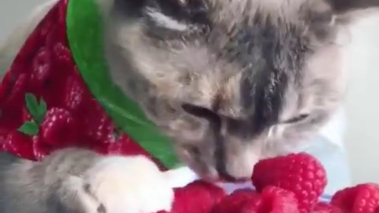 Veggie-Loving Cat: Witness the Feline Feast on Fresh Greens!
