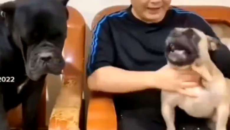 Big Dog vs. Small Dog: Hilarious Tug-of-War! 🤣 'Let Me Go, He Killed Him!