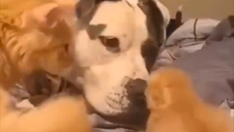 Cuteness Overload! π» Mother Cat Introduces Her Baby to Her Dog Bestie!