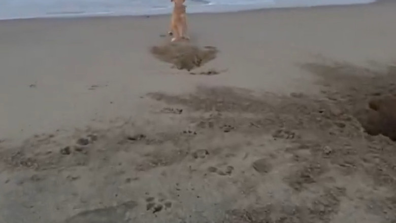 Epic Fetch! Dog Masters Wind Waves to Retrieve Ball - You Won't Believe This!