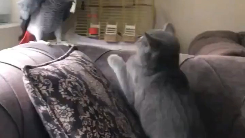 Hilarious Parody! ๐พ Peroky Imitates Owner's Voice to Scold the Kitty!
