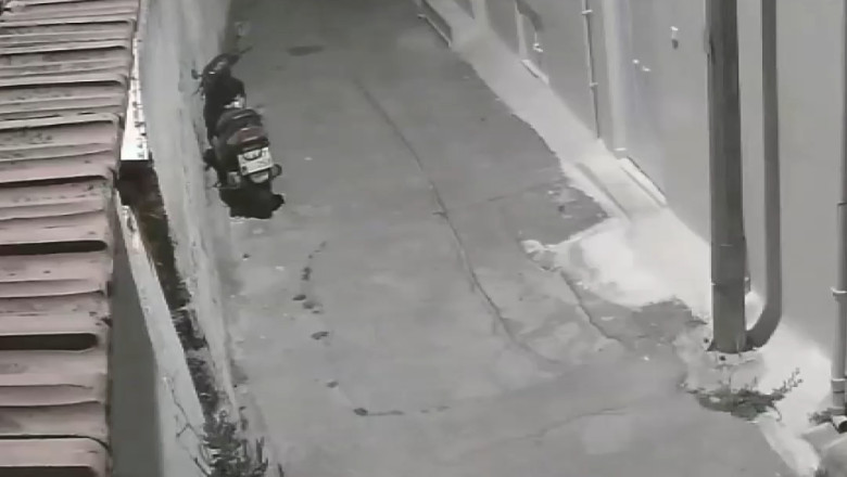 Incredible Cat Escape! ๐พ You Won't Believe This Close Call with a Motorcycle!