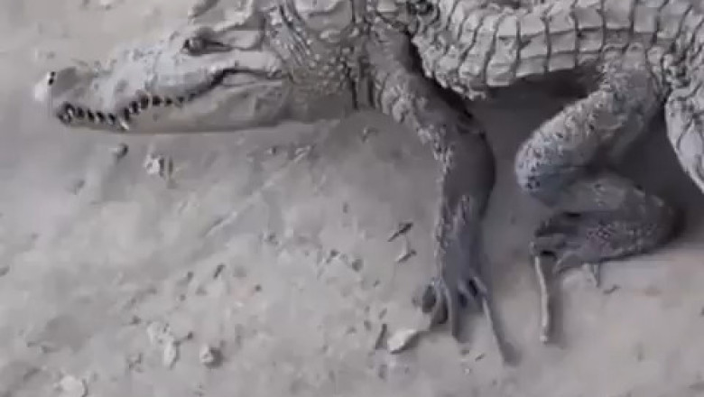 Incredible! Crocodile Survives Shark Bite – Watch the Epic Recovery!