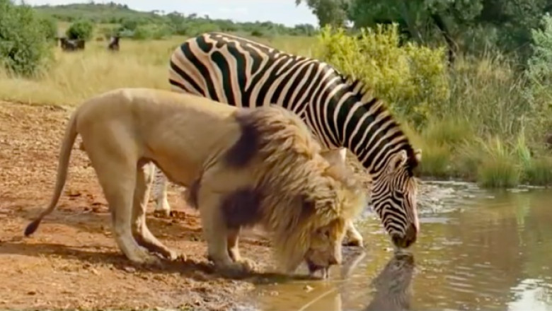 The Shocking Truth About Watering Holes: No Truce in the Animal Kingdom!