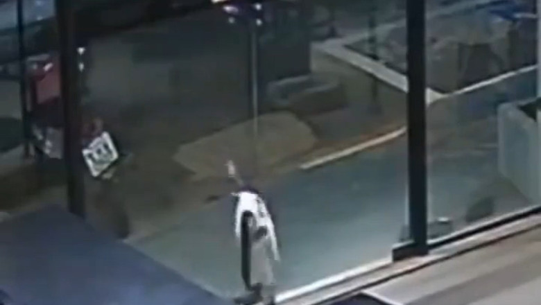 Incredible Moment: Brave Cat Saves Friend from Danger!