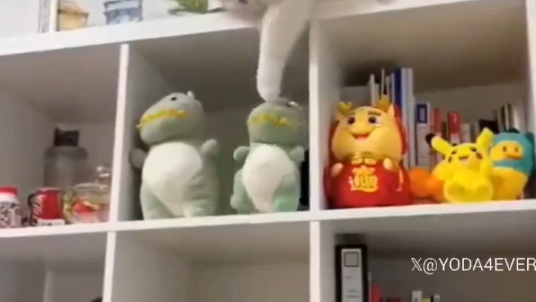 Karen, This Space is Mine – Not Your Stuffed Animals!