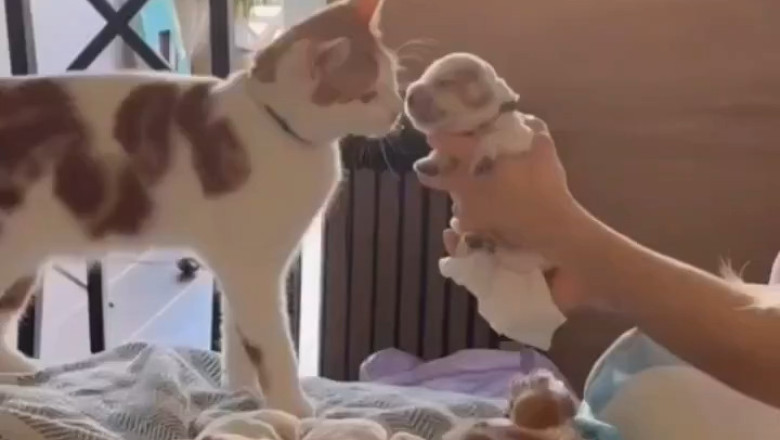 Michi's Heartwarming Encounter: Instant BFFs with Baby Paws!