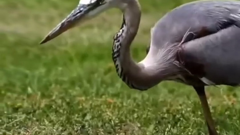 Pelican Mastery: One Swift Move That Stunned Everyone!