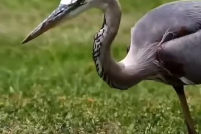 Pelican Mastery: One Swift Move That Stunned Everyone!