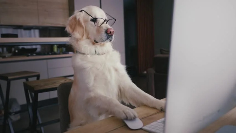 The Business Dog: A Golden Retriever's Hilarious Work-from-Home Adventure