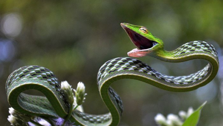 The Enigmatic Long-Snouted Vine Snake: Nature's Flat Marvel