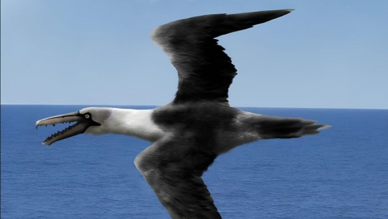 The Legacy of Pelagornis: Monarchs of the Ancient Skies