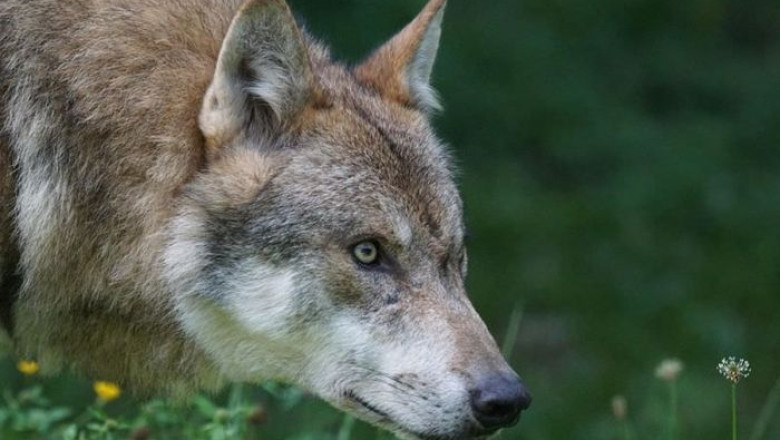 The Remarkable Transformation: How Wolves Became Our Beloved Dogs