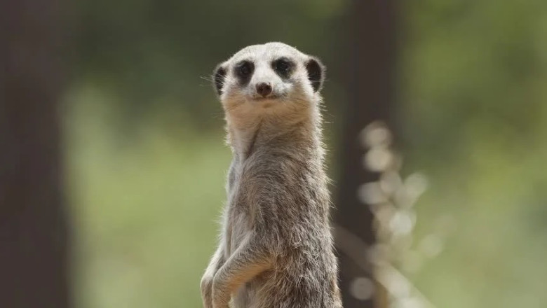 Discover the Charming Meerkats at Badoca Safari Park, Portugal