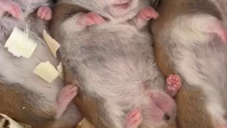 The Surprising Truth About Hamsters: Why They Eat Their Own Poop