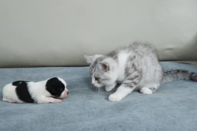 Kitten Meets Newborn Puppy: The Cutest Reaction You'll Ever See!