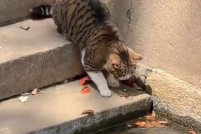 When Your Cat Thinks It's a Fisherman: Hilarious Cat Fishing Fails!