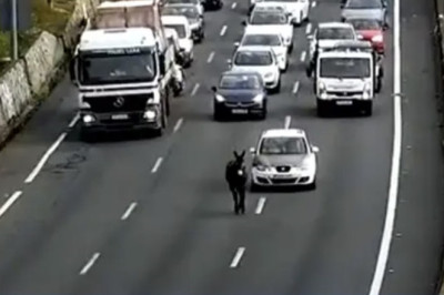 You Won't Believe What Caused This Traffic Jam in Seville!