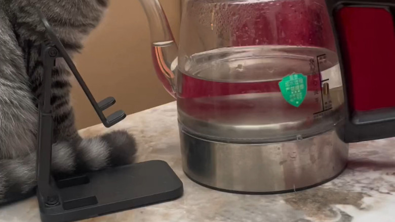 Cat Engineers: Felines Take on the Electric Machine Challenge!