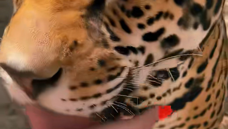Cuteness Overload: Adorable Tiger Cubs in Action!