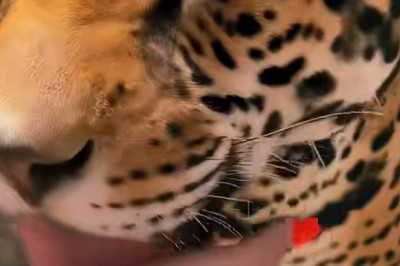 Cuteness Overload: Adorable Tiger Cubs in Action!