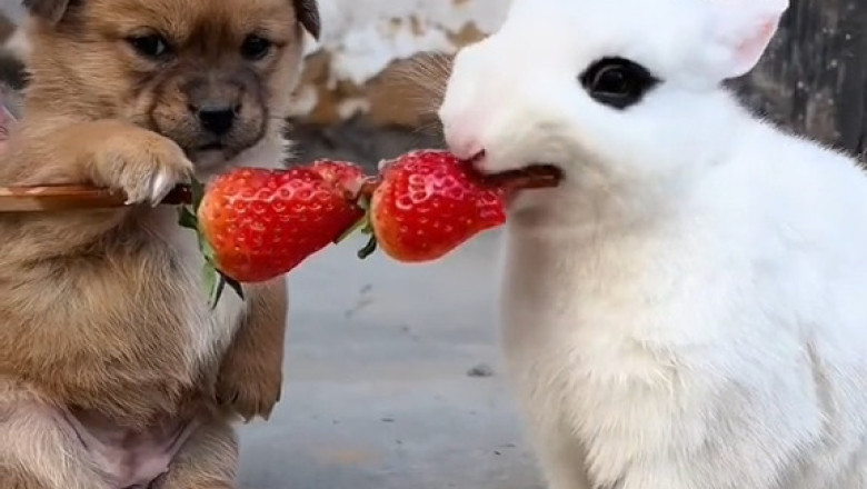 Puppy Meets Duck: The Ultimate Quack Attack Comedy!