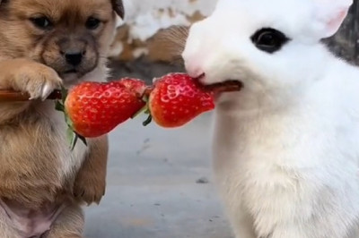Puppy Meets Duck: The Ultimate Quack Attack Comedy!