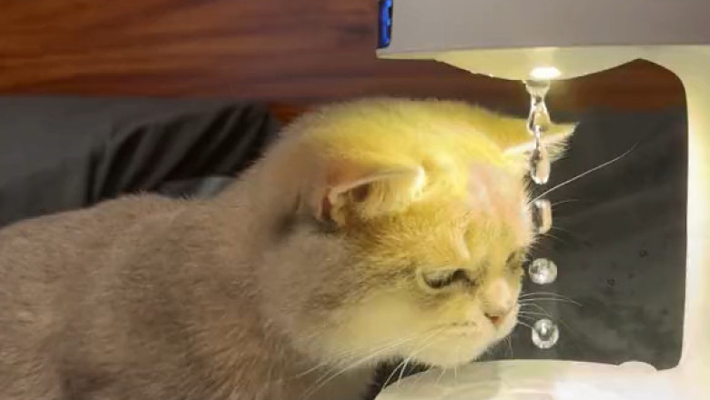 Curious Cat vs. Water: The Ultimate Study Session!