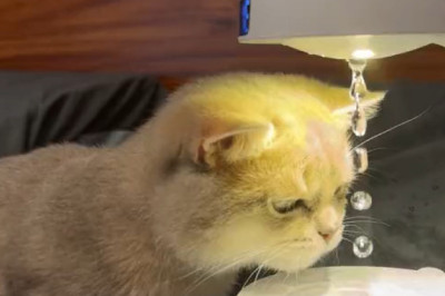 Curious Cat vs. Water: The Ultimate Study Session!