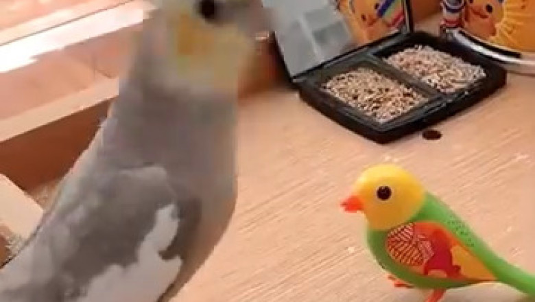 This Talking Parrot Will Melt Your Heart! 🦜❤️ You Won't Believe What It Says!