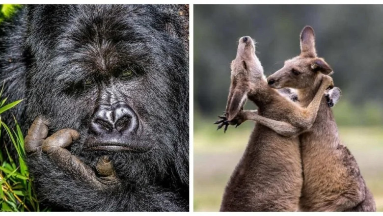 15 Side-Splitting Animal Photos That Will Leave You in Stitches!
