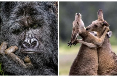 15 Side-Splitting Animal Photos That Will Leave You in Stitches!