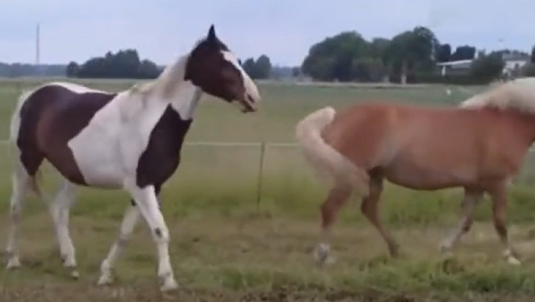 A Day in the Life of Our Horses: Farm Adventures That Will Melt Your Heart!