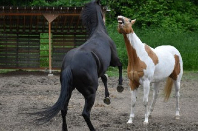 Understanding Horse Behavior: The Reasons Behind Aggression in Equine Herds