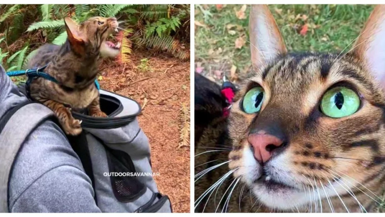When Cats and Birds Chat: Forest Shenanigans!