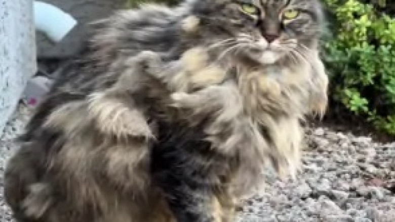 "I'll Never Forget": The Last Kind Act of a Stray Cat Leaves Woman Who Fed Him for Years Speechless (Video)