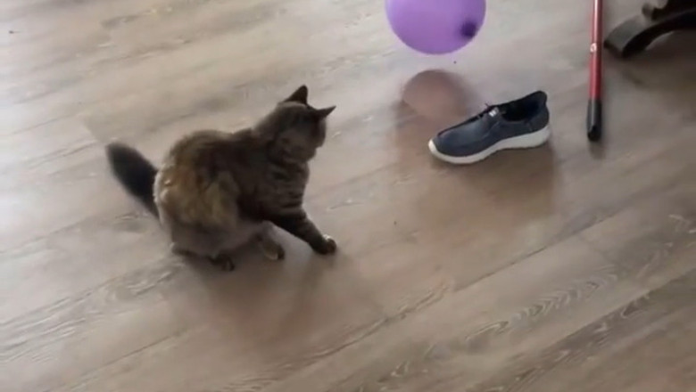 Balloon Tension & Feline Suspense: The Countdown Begins