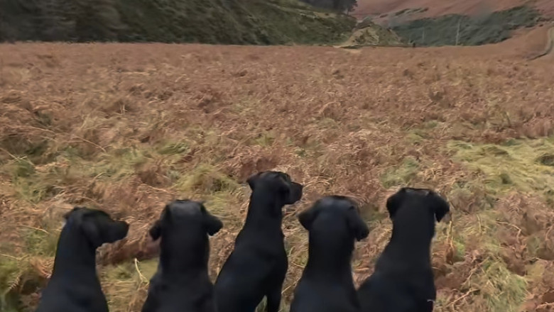 Born to Track: Hunting Dog Thrives in the Untamed Wild