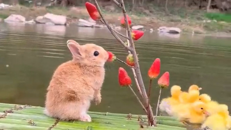 Cutest Chaos Ever: Baby Bunny Meets Chick Squad for the First Time!