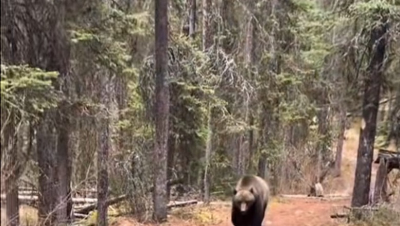 Face-to-Face with a Grizzly: What Isaac Did Will Blow Your Mind!