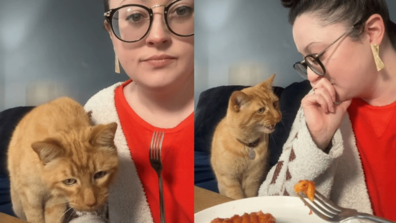 Orange Cat Crashes Lasagna Lunch—and Instantly Regrets It