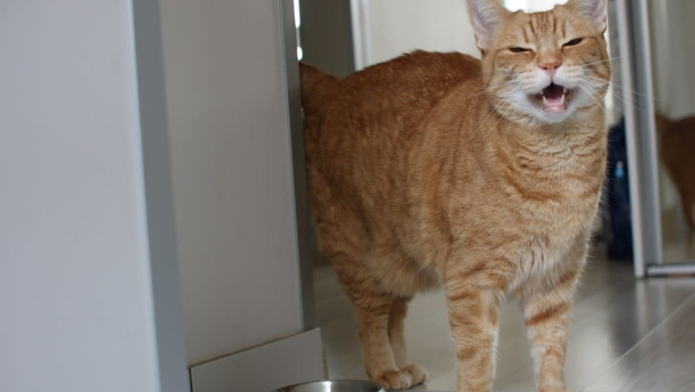 Spicy Orange Cat Wrestles Dish Towel Foe—and Absolutely Wins