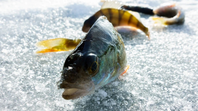 Trillions of Minutes of Suffering: Study Reveals Fish Experience Pain When Caught
