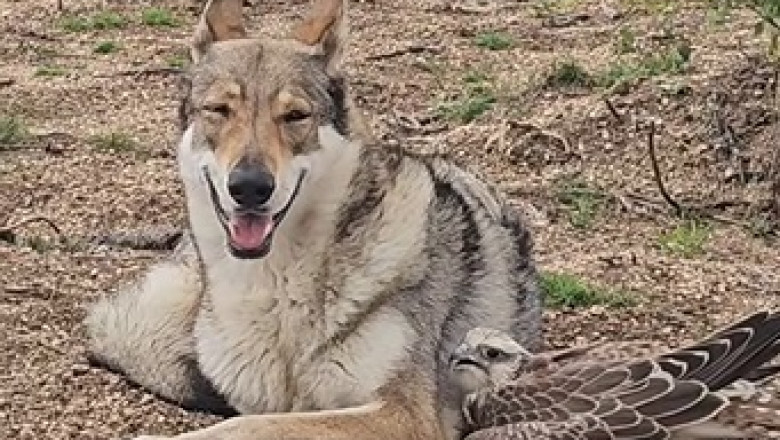 Unlikely Allies: Ibis Finds Sanctuary with a Lone Wolf