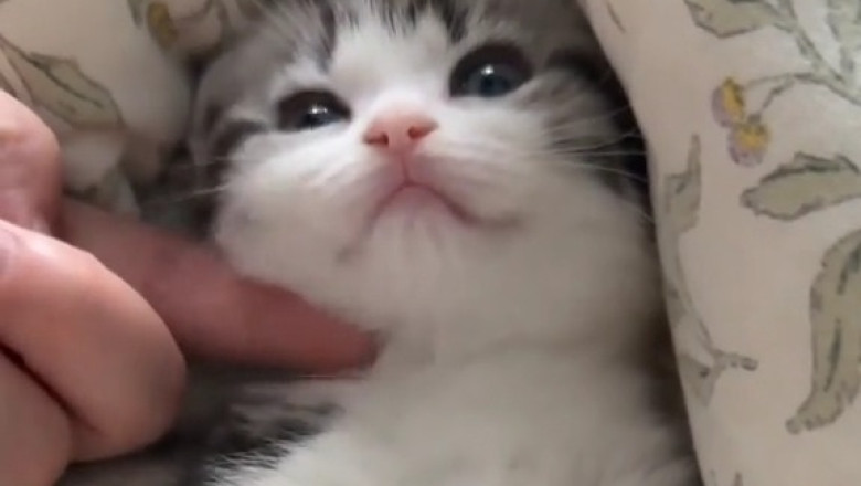 Adorable Kitten Being Cute