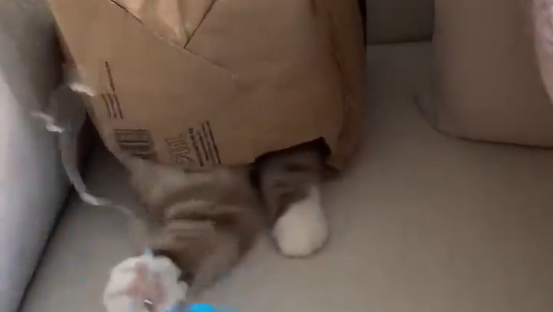 Cat Uses Its Mysterious Third Sense – The Feline Sixth Sense Strikes Again