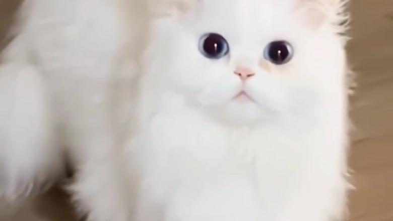 Adorable Cat Moments That Will Melt Your Heart!